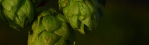 Gesundheit durch Hopfen und Biertower